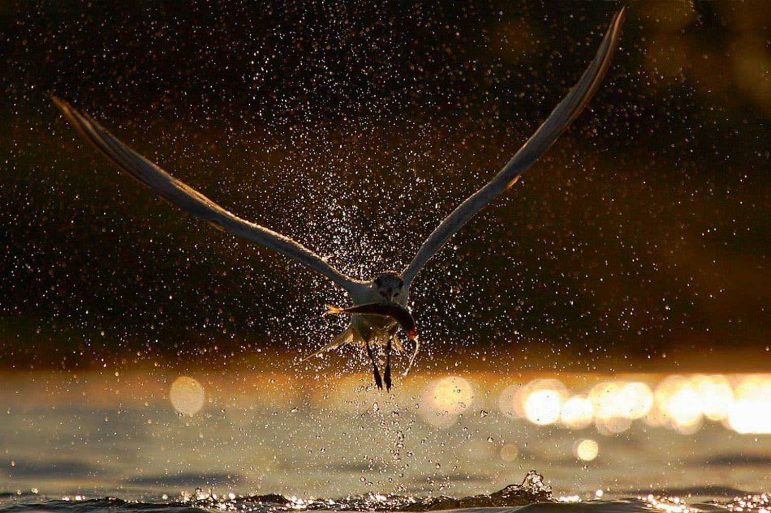 *****. Автор: Dobromir Terziev , Dobromir Terziev