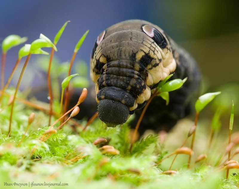 Гусеница, Макро, Мох Мохоедphoto preview