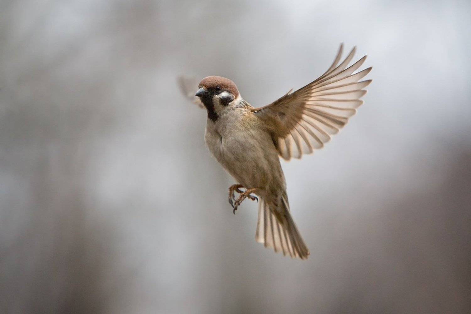 ***. Автор: aes , aes