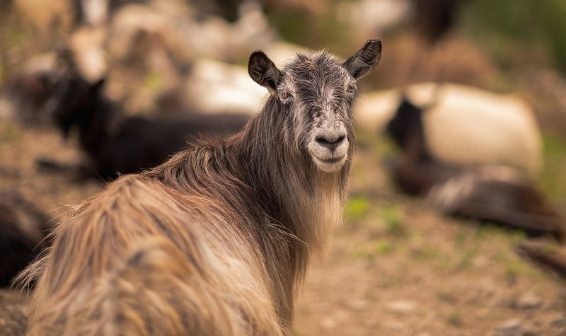 Портрет без роговphoto preview