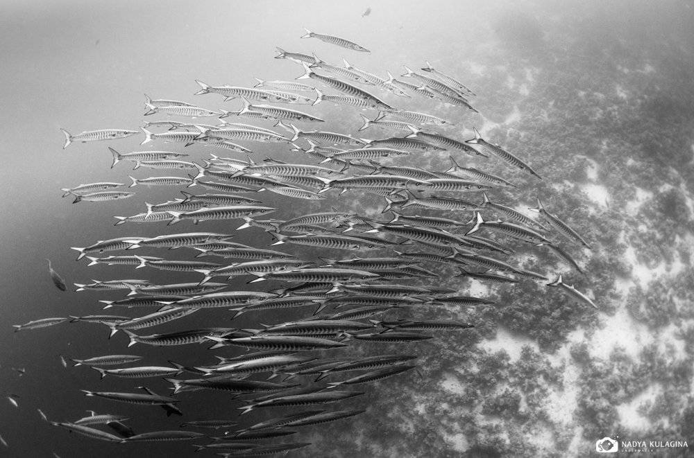 Эскадрилья. Автор: Nadya Kulagina barracuda, diving, egypt, fish, group, photo, red sea, school, underwater, Nadya Kulagina