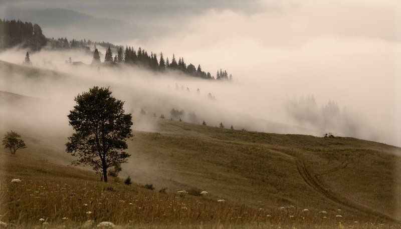 утро, туман, горы Утро туманноеphoto preview