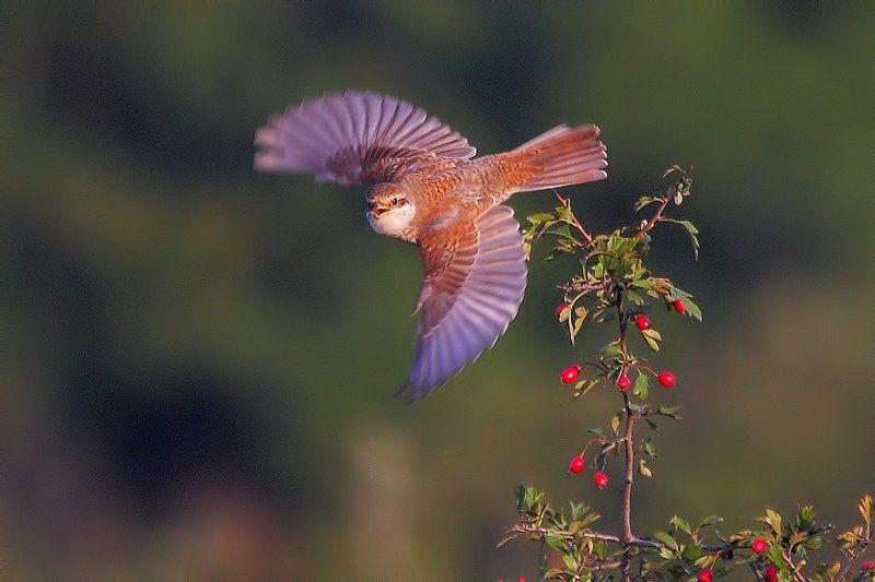 Песня...photo preview