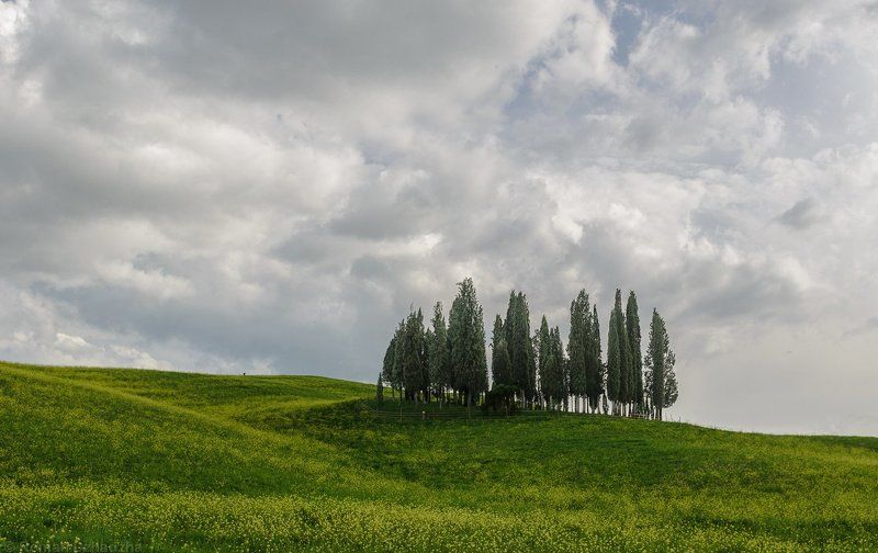 Iconic cypresses of Tuscanyphoto preview