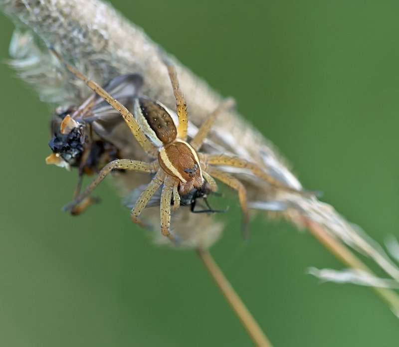 Макро, Паук, Паук и жертва ***photo preview