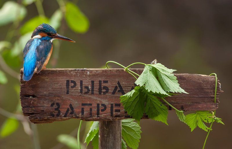 Зимородок, Саров, Фотоохота Попробовать разве что?photo preview
