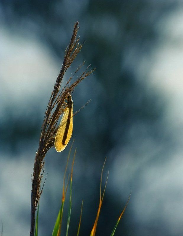 закат.лето. Карамелькаphoto preview