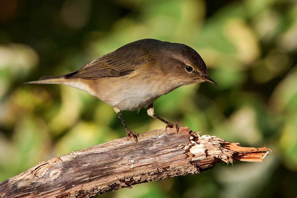 , Валерий Субачев