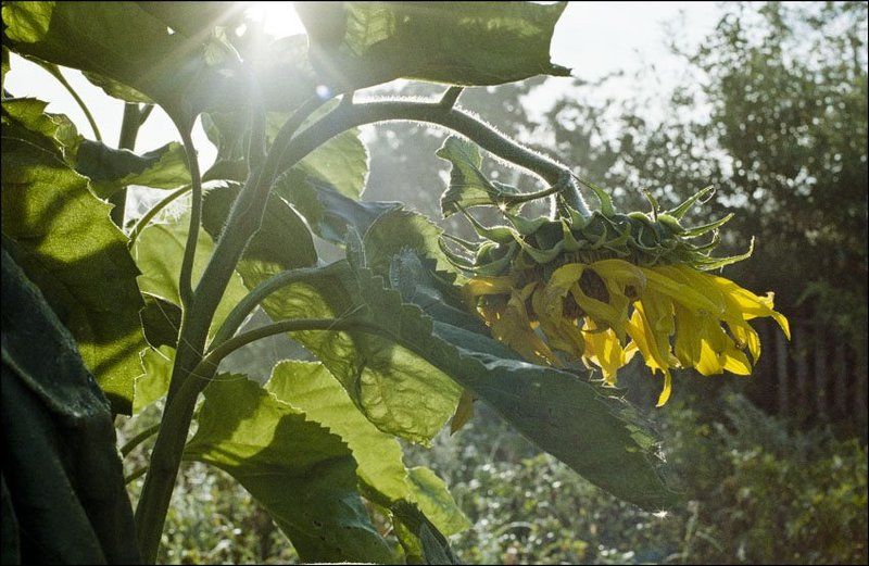 Подсолнухphoto preview