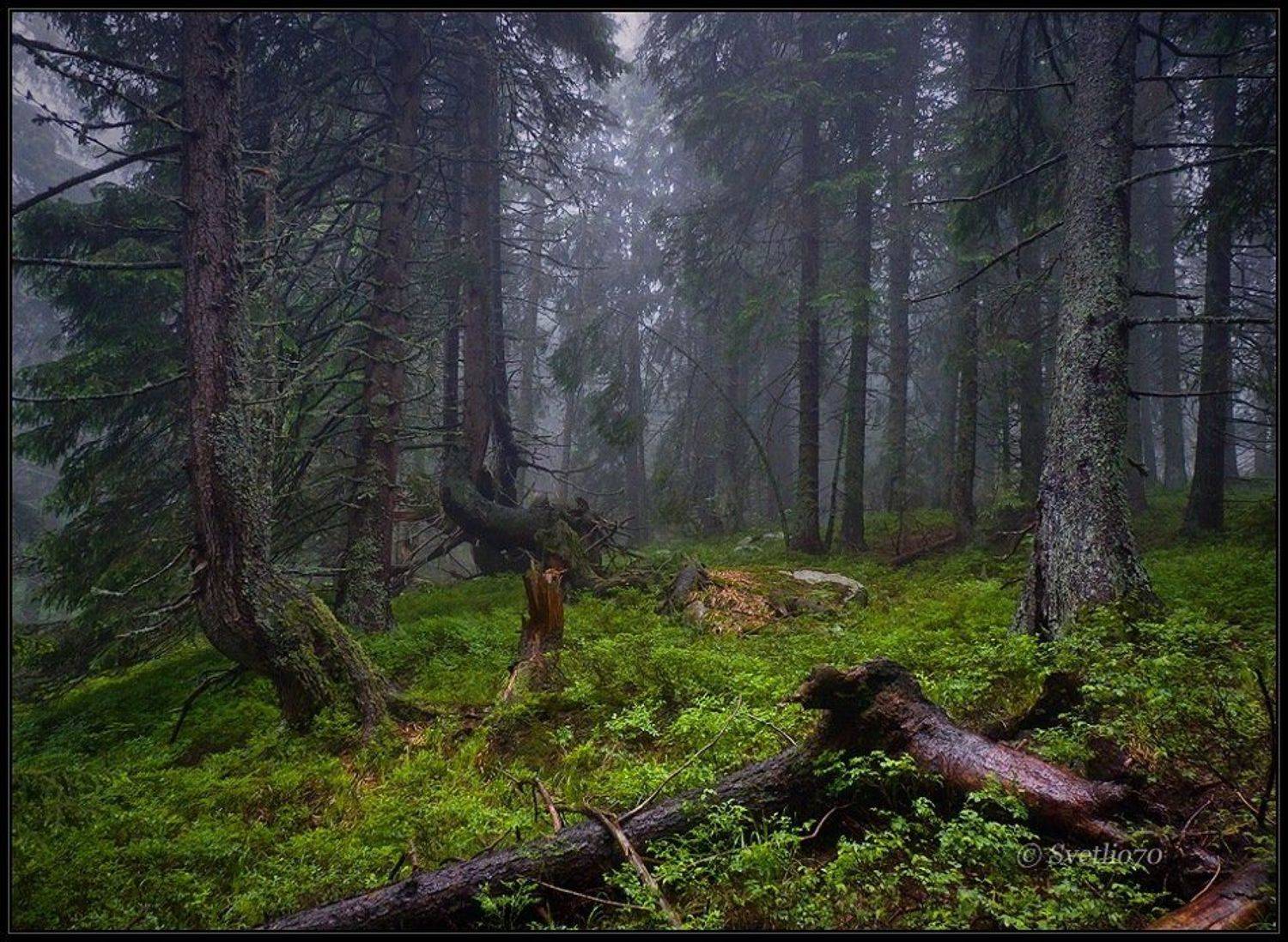 bulgaria, vitosha, Svetoslav Georgiev