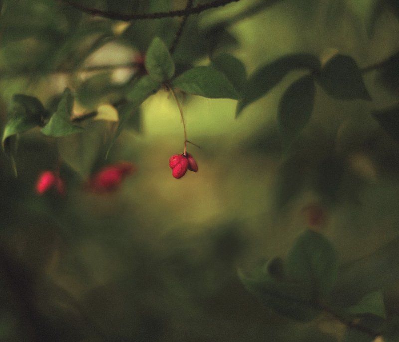 20 минут осениphoto preview