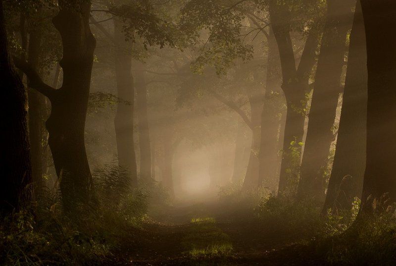 Milicz avenuephoto preview