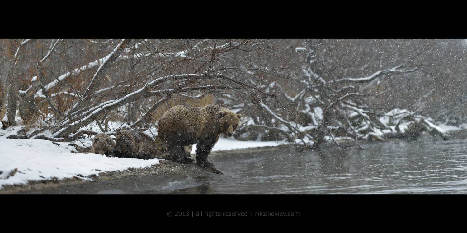 , Николай Зиновьев