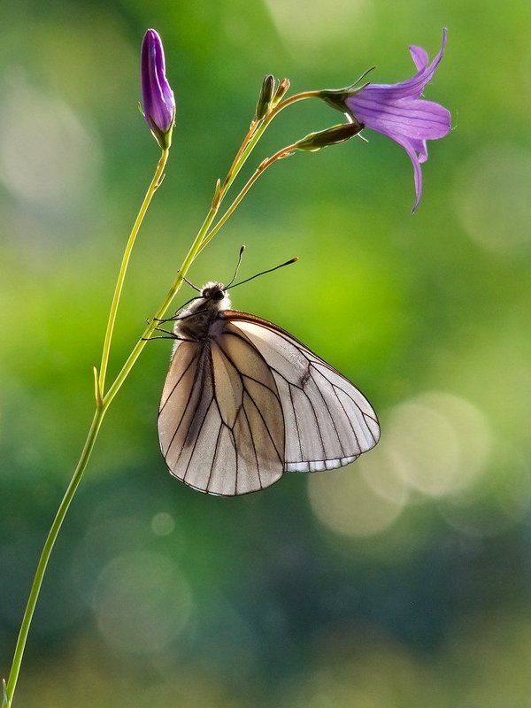 лето., , утро. Жемчужинаphoto preview