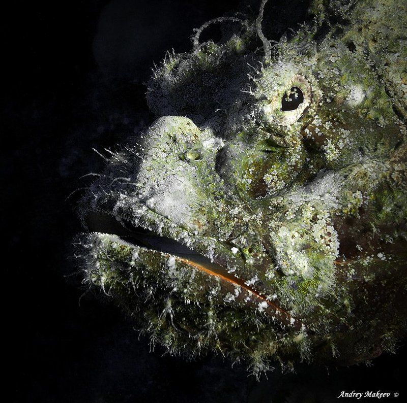 Носатикphoto preview