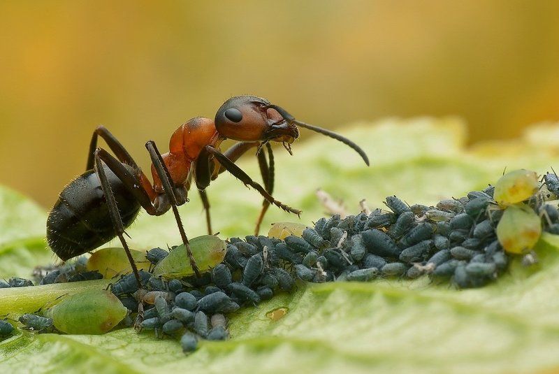 symbioza...photo preview