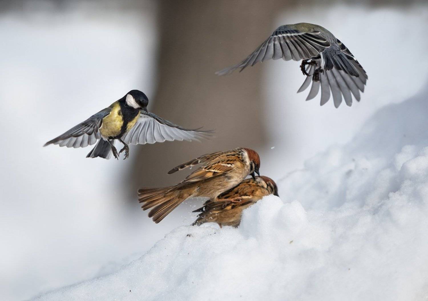 ***. Автор: aes , aes