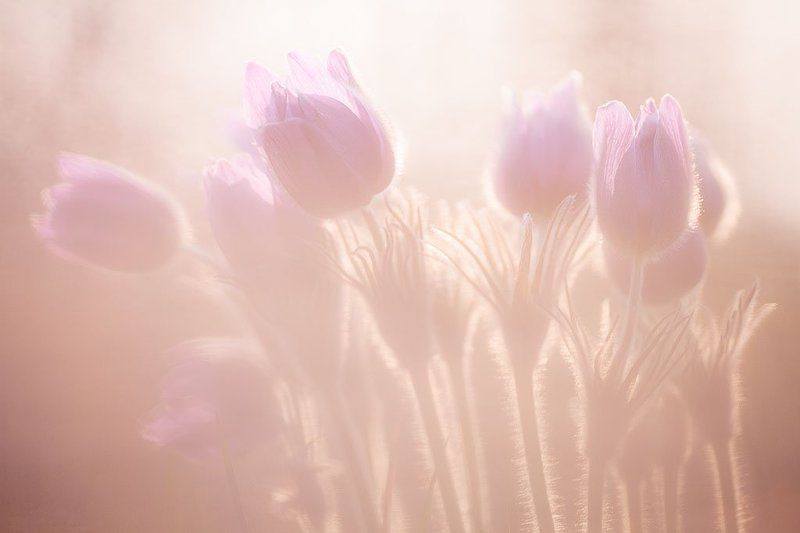 трава похожая на сонphoto preview