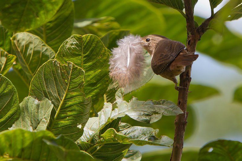 мелкий солистphoto preview