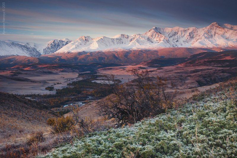 Алтай, Иней, Можжевельник, Осень, Рассвет, Северо-чуйский хребет, Сибирь, Утро Три цвета утраphoto preview