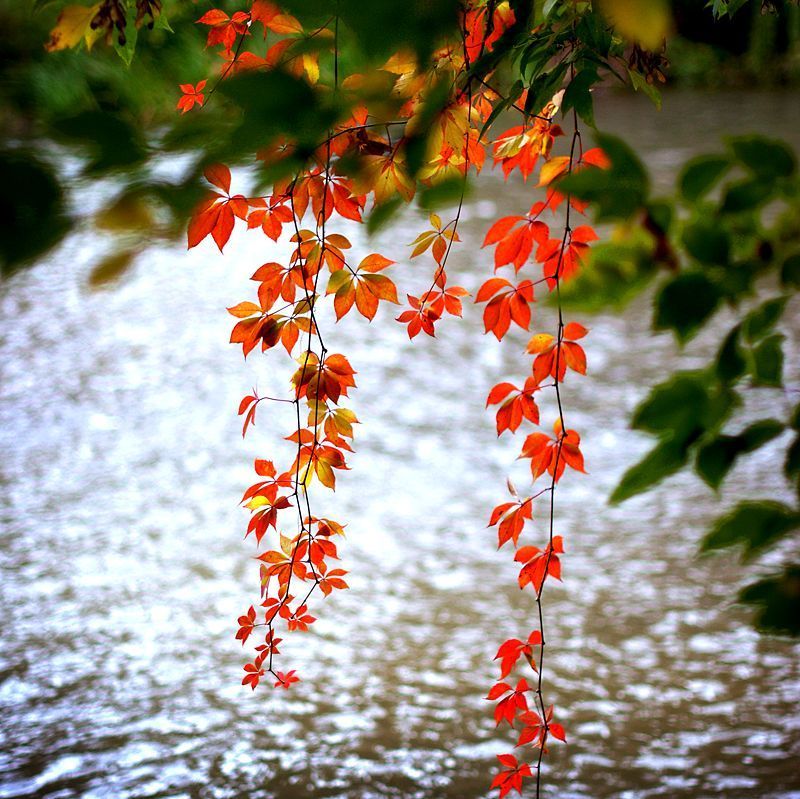 red фото превью