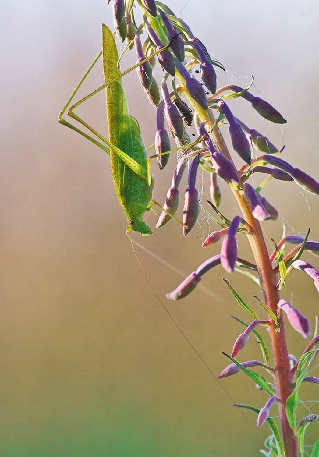 Макро, Насекомое, Пластинокрыл, Alexey Gnilenkov