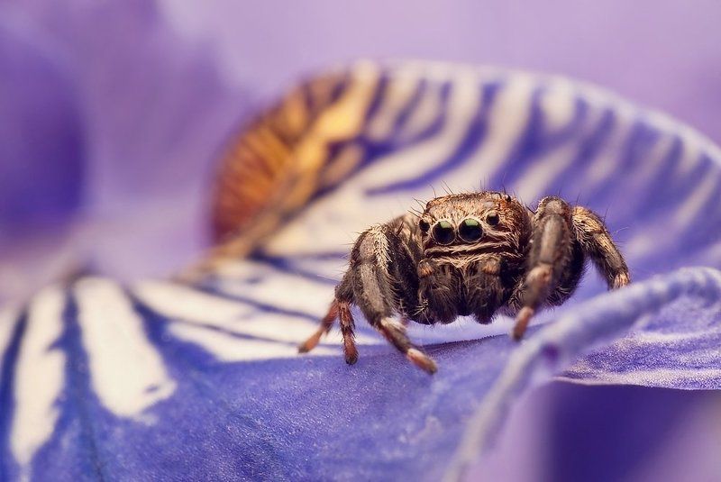 skakun..photo preview