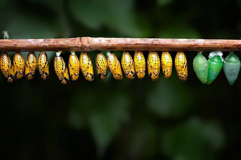 Butterfly Pupae фото превью