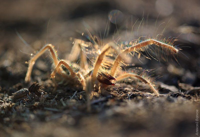 Двойные клещиphoto preview