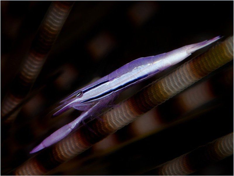 Little onephoto preview