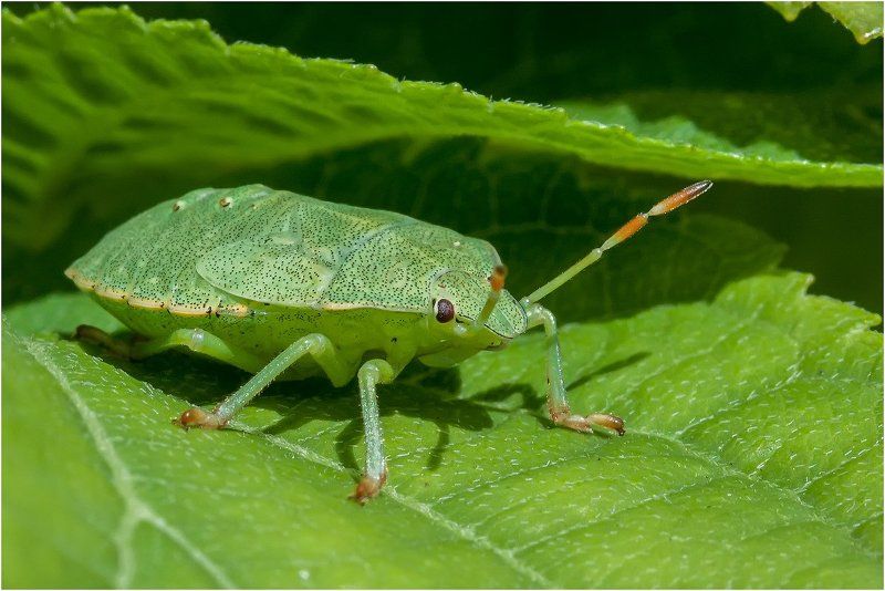 Броневичокphoto preview