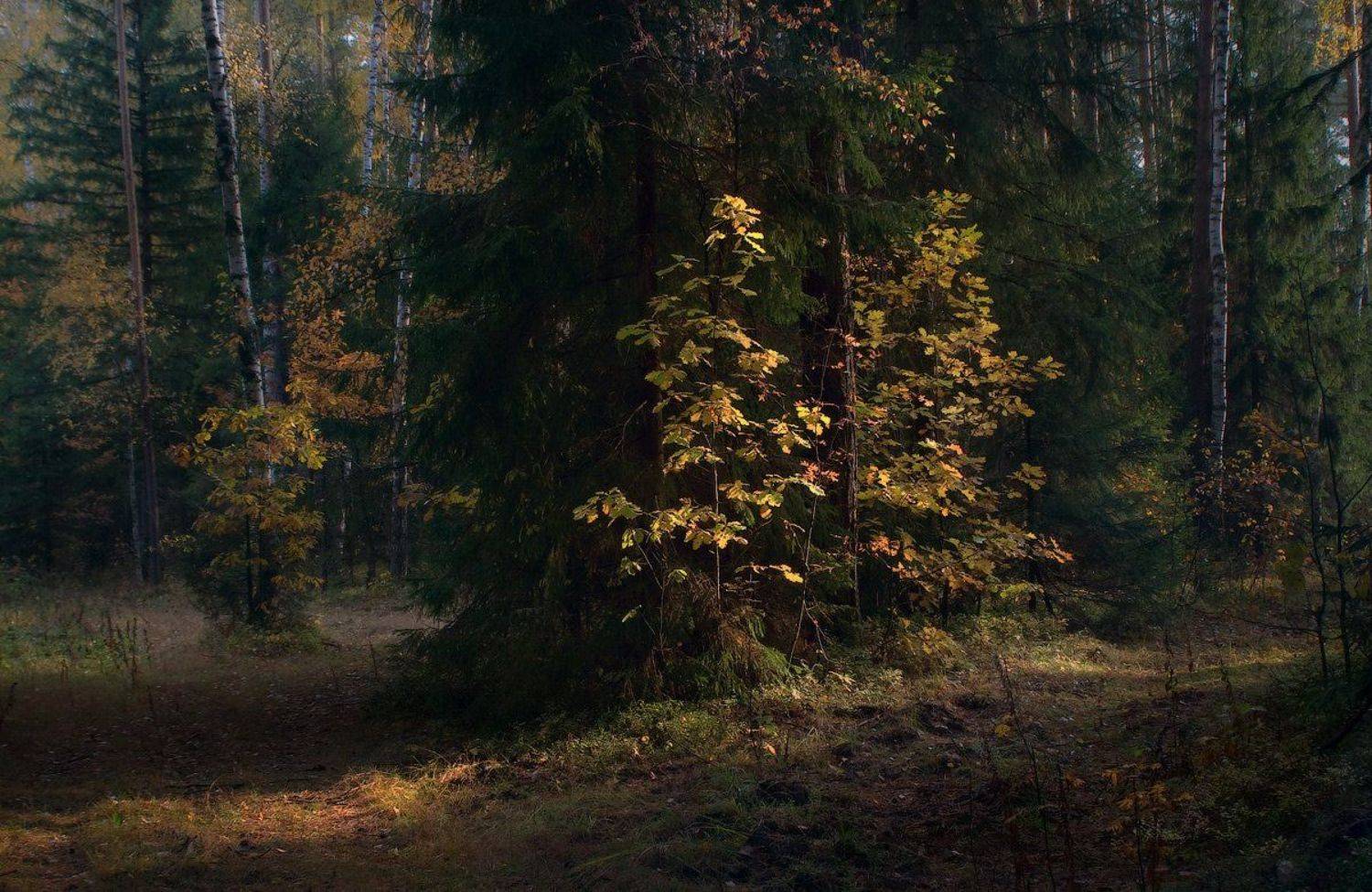 Немного осени. Автор: Дмитрий Алексеев , Дмитрий Алексеев