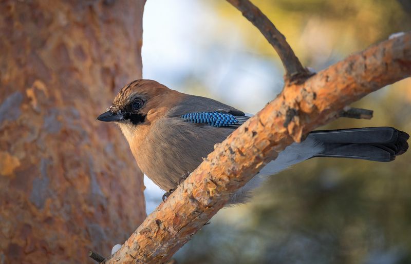 птица, сойка, зима, Сойка.. фото превью
