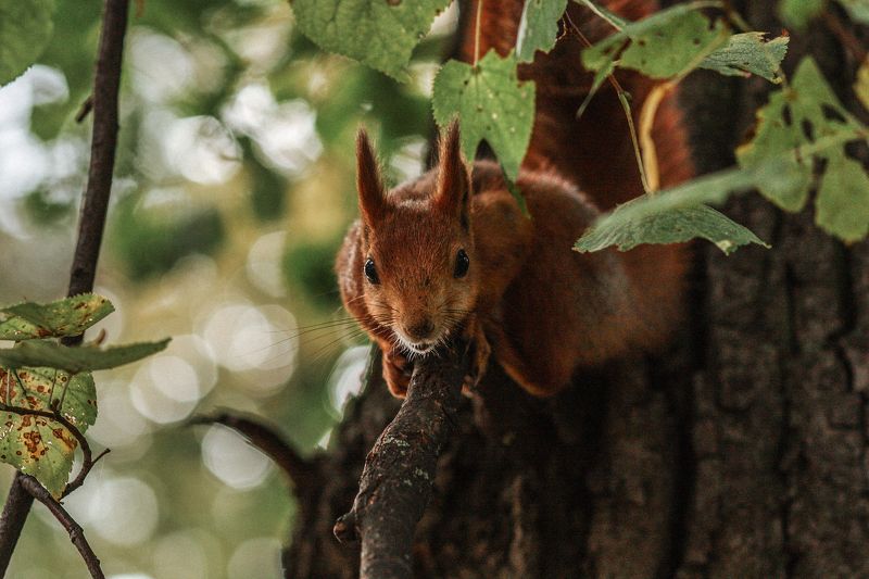 алинциясавельева I\'m not afraid фото превью