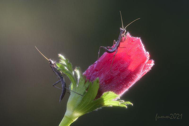 ТАМ СОЛНЦЕ!photo preview