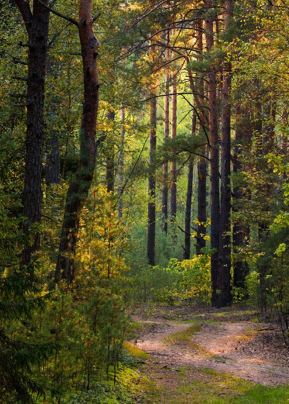 Янтарно-изумрудная осень фото превью