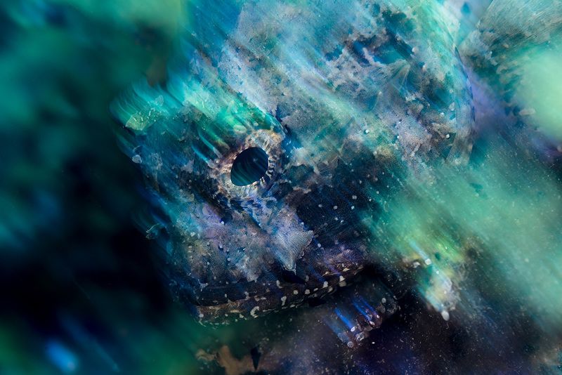 арт, рыбы, Крым, Черное море Скорпенаphoto preview