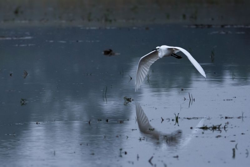 birds, 2020, 2021, nature, wildlife, birding, wild, India Reflectionphoto preview