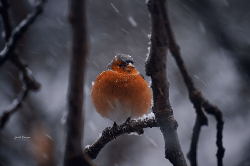 bird, animals, winter, snow, snowy day, snowing, tree, food, hungry, love, photography, nature Any food?photo preview