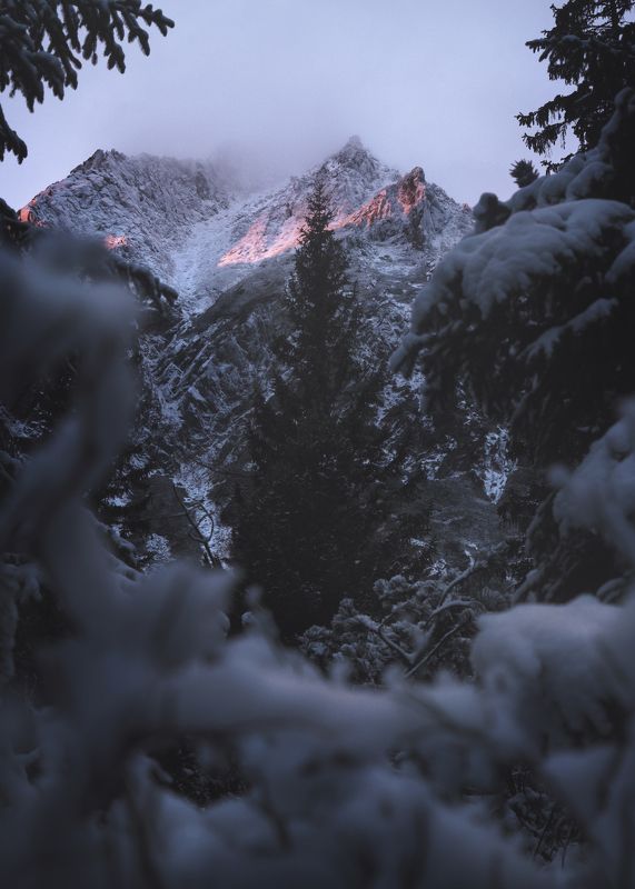 moring light, sunrise, alpenglow, mountains, winter, forest Alpenglow 00photo preview