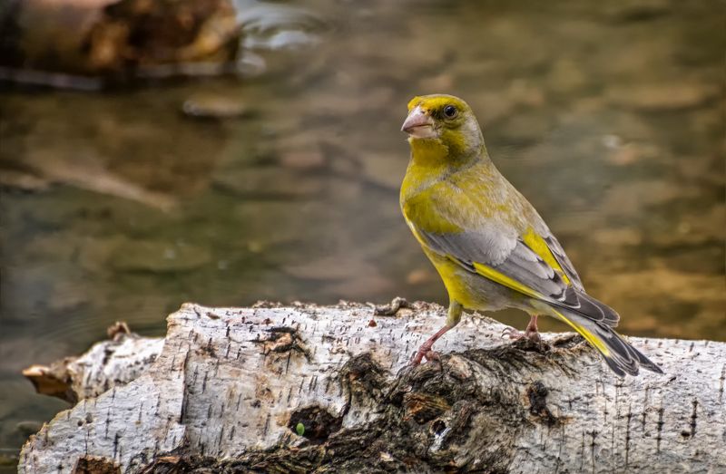 птица, зеленушка, водопой, зеленушка на водопое..photo preview