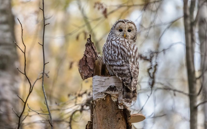 неясыть, неясыть длиннохвостая,уральская неясыть,  хищная птица, птица, дикая птица,осень, орнитология, дикая природа, фотоохота, Я оглянулся посмотреть, не оглянулась ли она...photo preview