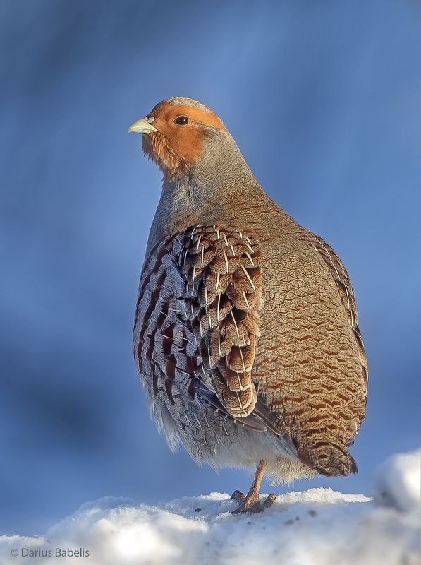 Серая куропаткаphoto preview