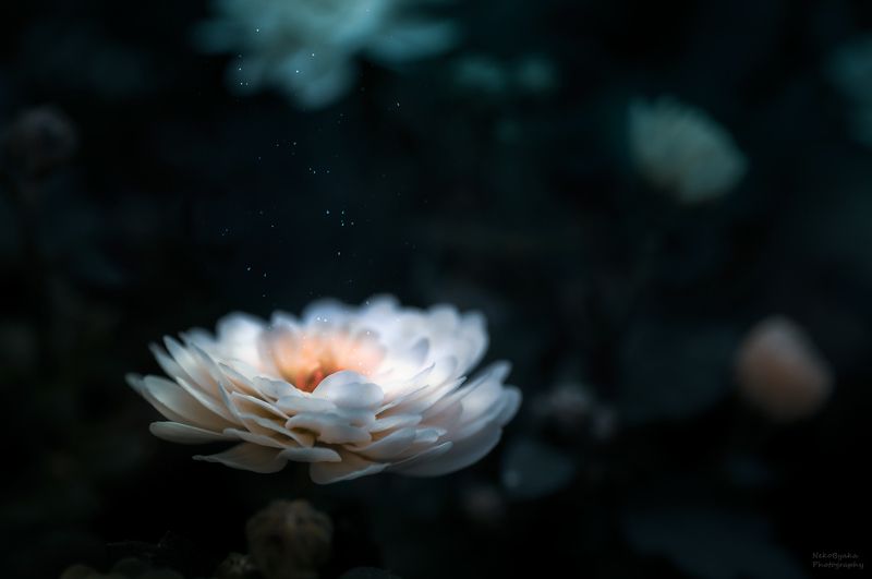 макро, природа, цветы, весна, хризантема, осень, macro, nature, flowers, spring, chrysanthemum, autumn, В стране цветочных фейphoto preview