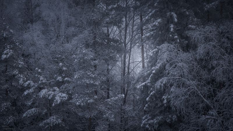 зима, лес, деревья, снег, образы, ленинградская область Образы зимыphoto preview