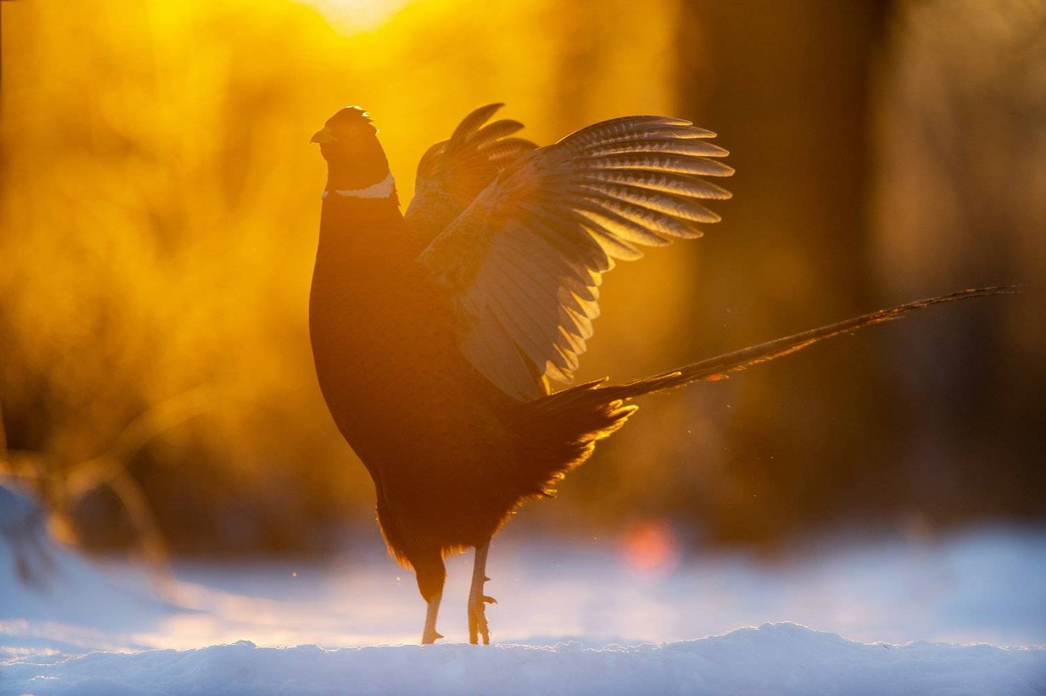 Gold. Автор: Lukasz Dobkowski , Lukasz Dobkowski