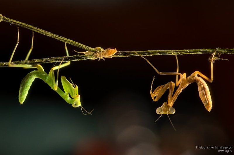 Двое нас, а он - один...photo preview