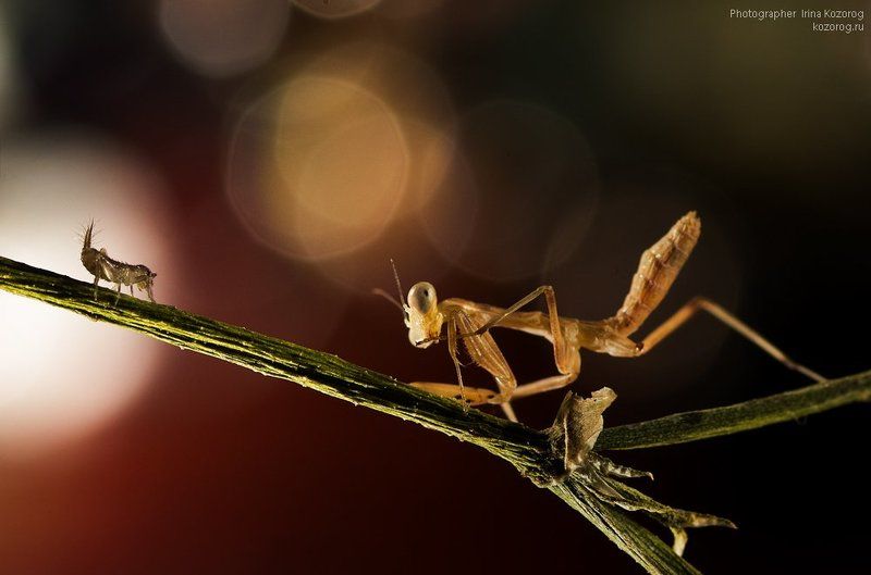 Встречаphoto preview