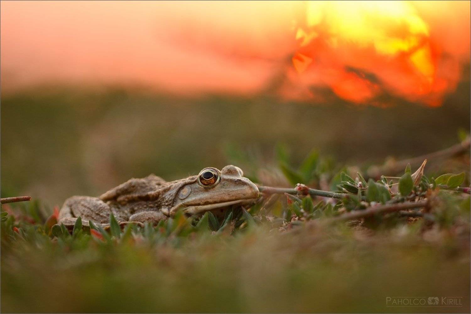 ***. Автор: KIZILL , KIZILL