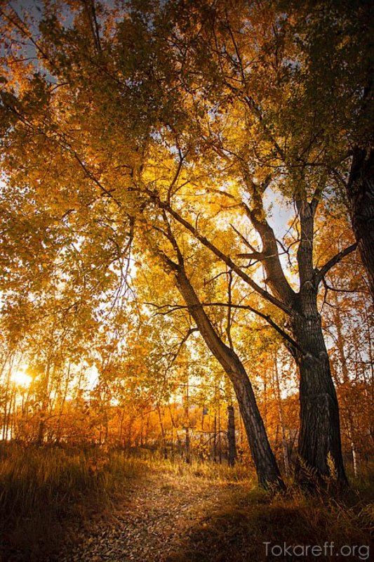 Осень осень на о.Татышев (Красноярск)photo preview